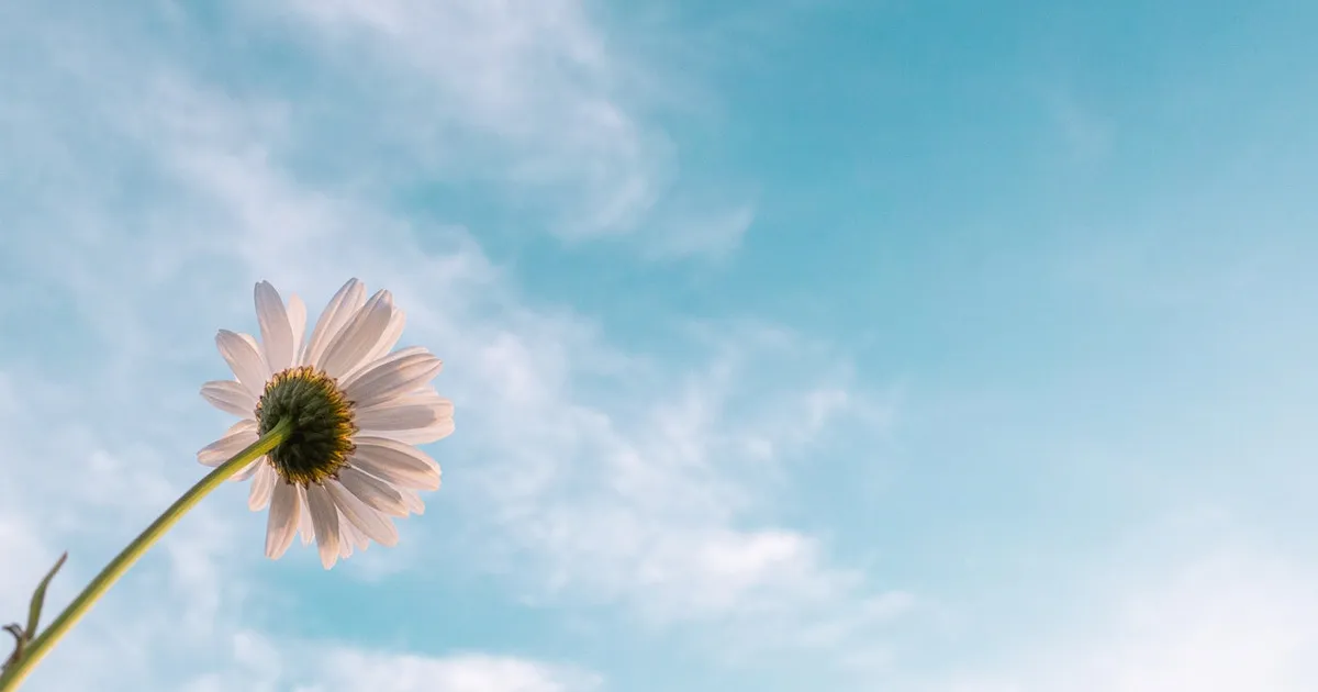 flower 01